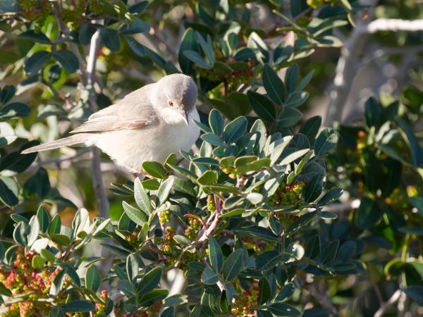 <h3><a href="/trips/kreta/biota/animalia/chordata/aves/passeriformes/sylviidae/curruca cantillans/curruca cantillans-nl.html">Curruca&nbsp;cantillans</a> / Eastern&nbsp;subalpine&nbsp;warbler / Balkanbaardgrasmus</h3>OM-1 Mark II met OLYMPUS M.150-400mm F4.5 TC, 1/1000 sec  bij F8.0, ISO 2000, afstand 6.21&nbsp;m